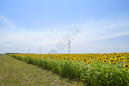 田野中鲜花的向日葵阳光明媚的向日葵田背景落时开花的向葵田开花的向日葵田中鲜花的向日葵田阳光明媚的日葵田图片