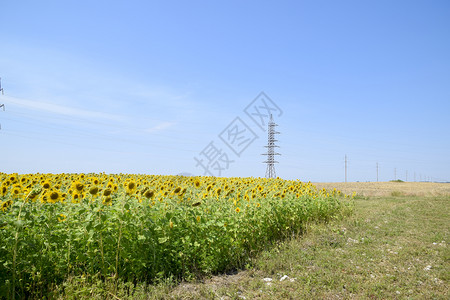 田野中鲜花的向日葵阳光明媚的向日葵田背景落时开花的向葵田开花的向日葵田中鲜花的向日葵田阳光明媚的日葵田图片