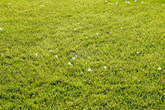 草地上的蒲公英一片蓬松的蒲公英地草地上的蒲公英蓬松的蒲公英图片