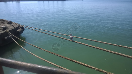 海鸥坐在系索绳上海鸟在边图片