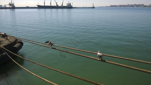 海鸥坐在系索绳上海鸟在边图片