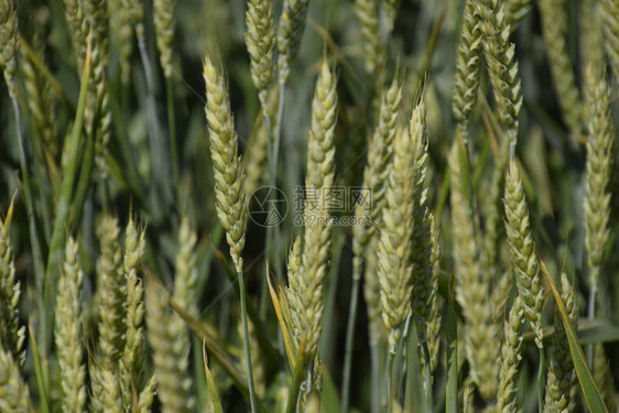 绿色小麦的小穗在地里使小麦成熟绿色小麦的小穗在地里使小麦成熟图片