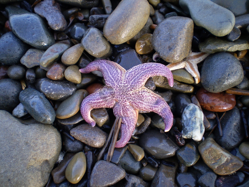 上岸的海星鱼奥霍茨克海的星软体动物流软动物