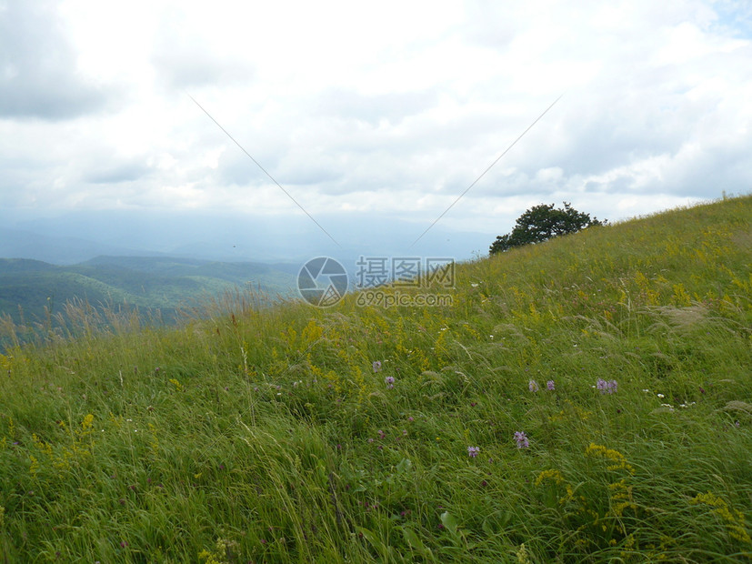 风景山坡上盛开的草地山坡上盛开的草地图片