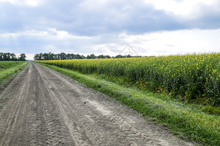种子田和森林地带的公路,用于风力保护;种子田和森林地带的公路,用于风力保护。图片