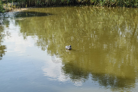 人工养鸭的池塘塑料假人池塘里的鸭子人工养鸭的池塘塑料假人池塘里的鸭子图片