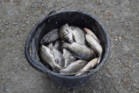 一条塑料桶中的河流鱼捕获碳和鲤杂草一条塑料桶中的河鱼杂草图片