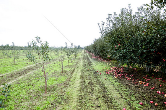 苹果园树下木的行和地果实苹园树下木的行和地果实图片