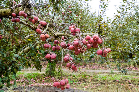 苹果园树下木的行和地果实苹园树下木的行和地果实图片
