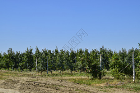 苹果园树下木的行和地果实苹园树木的行和地下果实图片