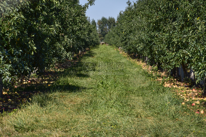 苹果园树下木的行和地果实苹园树木的行和地下果实