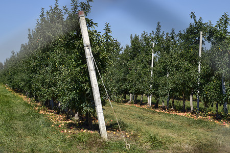 苹果园树下木的行和地果实苹园树木的行和地下果实图片