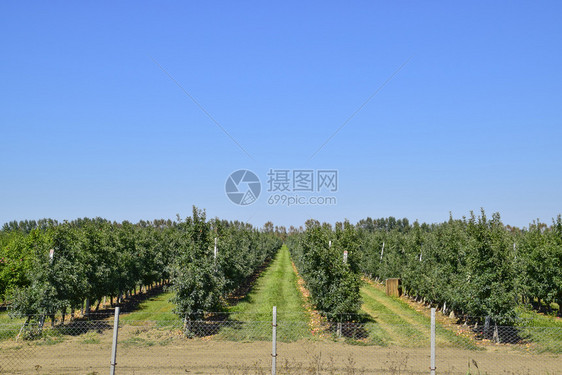 苹果园树下木的行和地果实苹园树木的行和地下果实图片