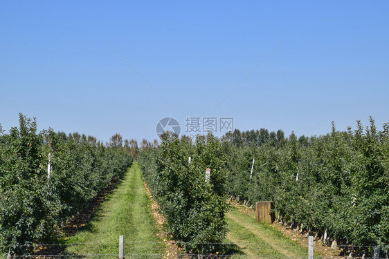 苹果园树下木的行和地果实苹园树木的行和地下果实图片