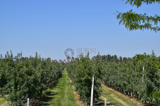 苹果园树下木的行和地果实苹园树木的行和地下果实图片