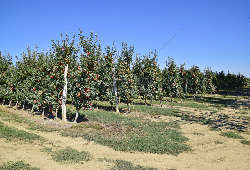 苹果园树下木的行和地果实苹园树木的行和地下果实高清图片下载-正版