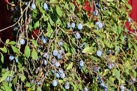 树枝上有李子的果实树上有子的果实树上有子的果实图片