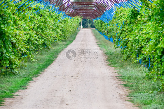 大棚是一条泥土路上用金属棒制成的木马路边是用钢制成的葡萄蓝大棚是用泥土路上的金属棒制成木马图片