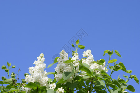 白色花朵美丽的紫色花朵树枝上的图片