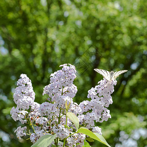 燕尾蝴蝶白帆船花的昆虫授粉者蝴蝶花的白帆船图片