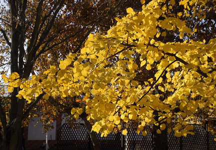 菩提树的黄叶树枝上发黄的叶子菩提树叶子的秋天背景黄色的秋叶菩提树的黄叶树枝上发黄的叶子菩提树叶子的秋天背景黄色的秋叶图片