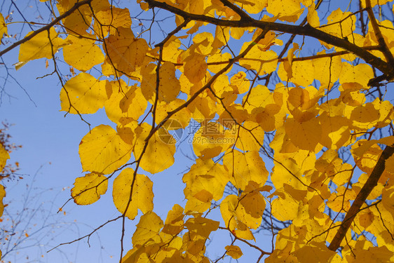 黄色叶子对天空和后光黄色叶子对面的秋树对面的黄色子秋对天空和后光的黄色叶子图片