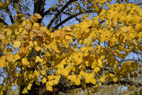 菩提树的黄叶树枝上发黄的叶子菩提树叶子的秋天背景黄色的秋叶菩提树的黄叶树枝上发黄的叶子菩提树叶子的秋天背景黄色的秋叶图片