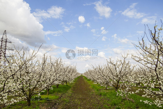 花李子园春天的农场花园图片