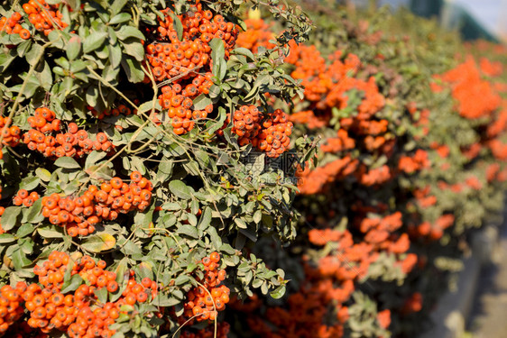 白莓树皮拉坎塔的橙色秋莓树灌木丛上含绿叶灌木丛上含绿叶图片