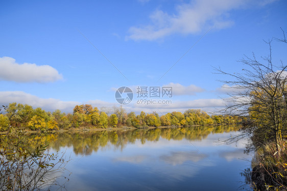 秋天风景河岸和有黄树柳和花粉在河岸柳树和花粉在河岸图片