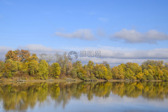 秋天风景河岸和有黄树柳和花粉在河岸柳树和花粉在河岸图片