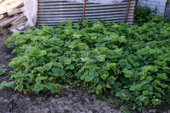 温室里的幼苗在温室里种植蔬菜温室里的幼苗温室蔬菜种植图片