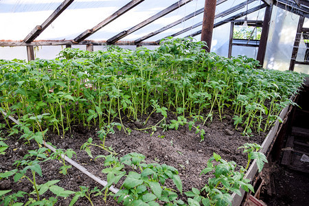 种番茄在温室里种番茄在温室里种苗蔬菜子林图片