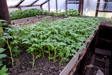 种番茄在温室里种番茄在温室里种苗蔬菜子林图片