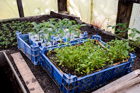 种番茄在温室里种番茄在温室里种苗蔬菜子林图片