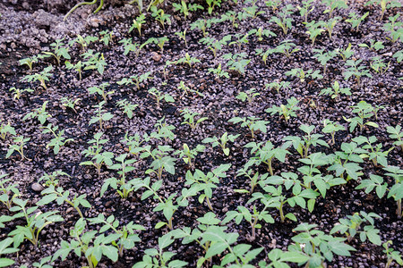 种番茄在温室里种番茄在温室里种苗蔬菜子林图片