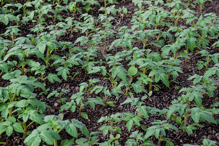 种番茄在温室里种番茄在温室里种苗蔬菜子林图片