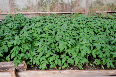 种番茄在温室里种番茄在温室里种苗蔬菜子林图片