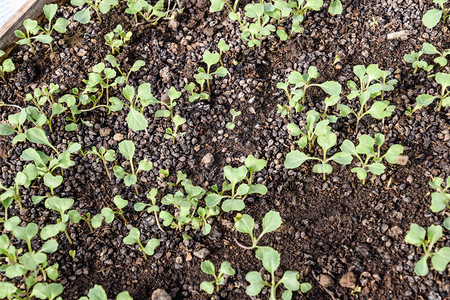 在温室里种植卷心菜在温室里种植苗子在温室里种植蔬菜在温室里种植卷心菜图片
