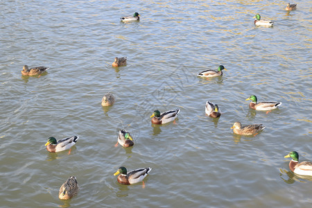 鸭子在池塘里游泳野鸭德雷克和雌图片