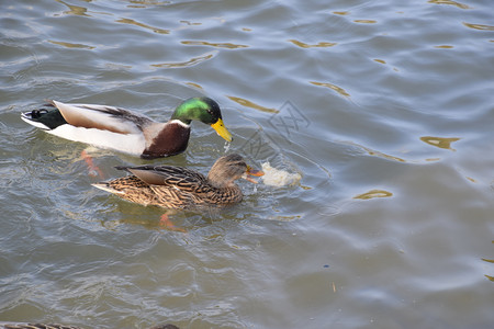 鸭子在池塘里游泳野鸭德雷克和雌图片