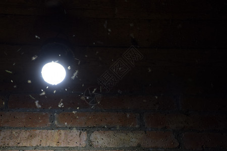 灯泡旁的夜昆虫灯光吸引图片