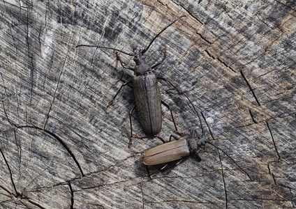 甲虫树皮甲虫昆虫的意象有长触角的甲虫甲虫树皮甲虫昆虫的意象有长触角的甲虫图片