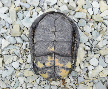 乌龟倒在背面普通河流的温带纬度乌龟是一个古老的爬行乌龟倒在背面图片