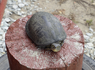 木制红树桩上的乌龟温带纬度的普通河流乌龟是一种古老的爬行动物乌龟是一种古老的爬行动物图片