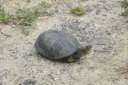 乌龟埋藏在赤裸的土壤上普通温带纬度河流乌龟是一个古老的爬行动物乌龟埋藏在裸露的土壤上普通的乌龟埋藏在温带纬度的河流图片