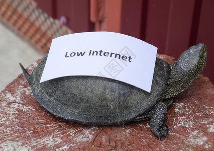低互联网坏符号低下载速度慢互联网普通河水龟温带纬度古老爬行动物乌龟是一种古老爬行动物图片