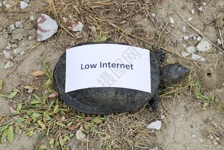 低互联网坏符号低下载速度慢互联网普通河水龟温带纬度古老爬行动物乌龟是一种古老爬行动物图片
