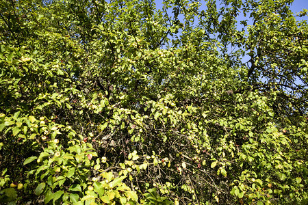 野苹果树森林里有苹果的树枝图片