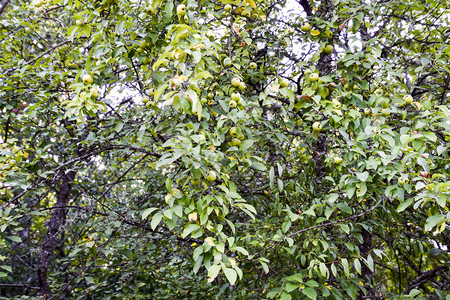 野苹果树森林里有苹果的树枝图片